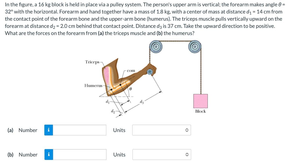 In the figure, a 16 kg block is held in place via a pulley system. The person's upper arm is vertical; the forearm makes angle 0 =
32° with the horizontal. Forearm and hand together have a mass of 1.8 kg, with a center of mass at distance d₁ = 14 cm from
the contact point of the forearm bone and the upper-arm bone (humerus). The triceps muscle pulls vertically upward on the
forearm at distance d₂ = 2.0 cm behind that contact point. Distance d3 is 37 cm. Take the upward direction to be positive.
What are the forces on the forearm from (a) the triceps muscle and (b) the humerus?
(a) Number
(b) Number
i
Triceps-
com
Humerus
di
Units
Units
<
<>
Block