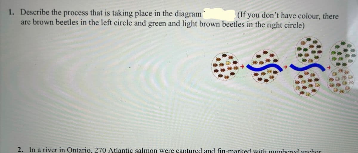 1. Describe the process that is taking place in the diagram
(If you don't have colour, there
are brown beetles in the left circle and green and light brown beetles in the right circle)
2. In a river in Ontario, 270 Atlantic salmon were captured and fin-marked with numbered anchor