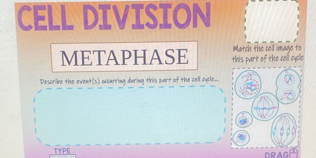 CELL DIVISION
METAPHASE
Describe the event(s) occurring during this part of the cell cycle.....
Match the cell image to
this part of the cell cycle
TYPE
^
DRAGE