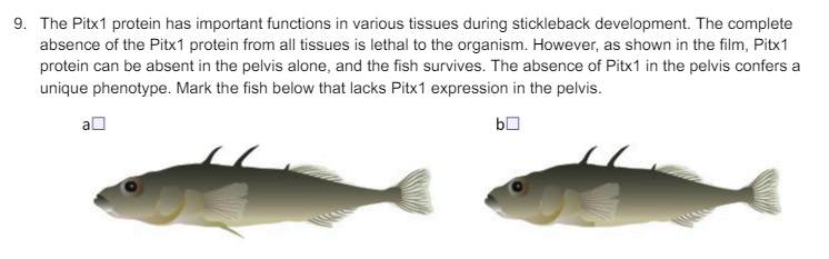 9. The Pitx1 protein has important functions in various tissues during stickleback development. The complete
absence of the Pitx1 protein from all tissues is lethal to the organism. However, as shown in the film, Pitx1
protein can be absent in the pelvis alone, and the fish survives. The absence of Pitx1 in the pelvis confers a
unique phenotype. Mark the fish below that lacks Pitx1 expression in the pelvis.
a
b