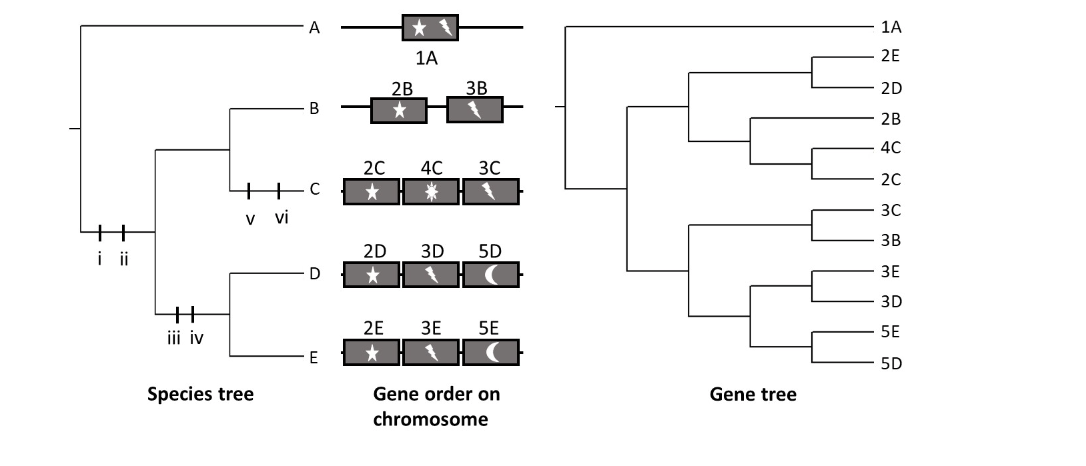 A
1A
2E
1A
2B
3B
2D
B
2B
4C
2C 4C
3C
2C
*
3C
i ii
+
v vi
3B
2D
3D
5D
D
3E
3D
2E
3E
5E
5E
iii iv
E
5D
Species tree
Gene order on
Gene tree
chromosome