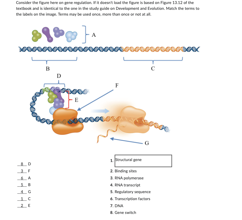 Consider the figure here on gene regulation. If it doesn't load the figure is based on Figure 13.12 of the
textbook and is identical to the one in the study guide on Development and Evolution. Match the terms to
the labels on the image. Terms may be used once, more than once or not at all.
G]
A
B
Ꭰ
E
F
G
8 D
3 F
6_A
5 B
4 G
1 C
2 E
1. Structural gene
2. Binding sites
3. RNA polymerase
4. RNA transcript
5. Regulatory sequence
6. Transcription factors
7. DNA
8. Gene switch
C