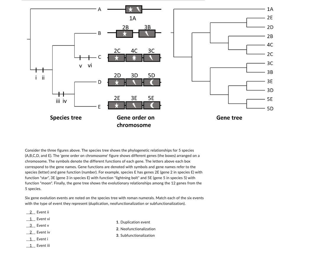 A
1A
1A
2E
2B
3B
2D
2B
4C
2C 4C
3C
2C
*
3C
+
i ii
+
v vi
2D 3D
5D
D
*
2E
3E
5E
iii iv
E
Species tree
Gene order on
chromosome
3B
3E
3D
5E
5D
Gene tree
Consider the three figures above. The species tree shows the phylogenetic relationships for 5 species
(A,B,C,D, and E). The 'gene order on chromosome' figure shows different genes (the boxes) arranged on a
chromosome. The symbols denote the different functions of each gene. The letters above each box
correspond to the gene names. Gene functions are denoted with symbols and gene names refer to the
species (letter) and gene function (number). For example, species E has genes 2E (gene 2 in species E) with
function "star", 3E (gene 3 in species E) with function "lightning bolt" and 5E (gene 5 in species 5) with
function "moon". Finally, the gene tree shows the evolutionary relationships among the 12 genes from the
5 species.
Six gene evolution events are noted on the species tree with roman numerals. Match each of the six events
with the type of event they represent (duplication, neofunctionalization or subfunctionalization).
2 Event ii
1
Event vi
3 Event v
2
Event iv
1
Event i
1 Event iii
1. Duplication event
2. Neofunctionalization
3. Subfunctionalization