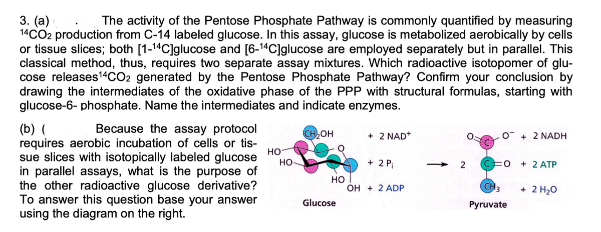 3. (a)
The activity of the Pentose Phosphate Pathway is commonly quantified by measuring
14CO2 production from C-14 labeled glucose. In this assay, glucose is metabolized aerobically by cells
or tissue slices; both [1-14C] glucose and [6-14C] glucose are employed separately but in parallel. This
classical method, thus, requires two separate assay mixtures. Which radioactive isotopomer of glu-
cose releases 14 CO2 generated by the Pentose Phosphate Pathway? Confirm your conclusion by
drawing the intermediates of the oxidative phase of the PPP with structural formulas, starting with
glucose-6-phosphate. Name the intermediates and indicate enzymes.
(b) (
Because the assay protocol
requires aerobic incubation of cells or tis-
sue slices with isotopically labeled glucose
in parallel assays, what is the purpose of
the other radioactive glucose derivative?
To answer this question base your answer
using the diagram on the right.
O + 2 NADH
CH₂OH
+ 2 NAD+
○
HO
HO
+ 2 Pi
2
CO
+ 2 ATP
HO
OH 2 ADP
CH3
+ 2 H₂O
Glucose
Pyruvate