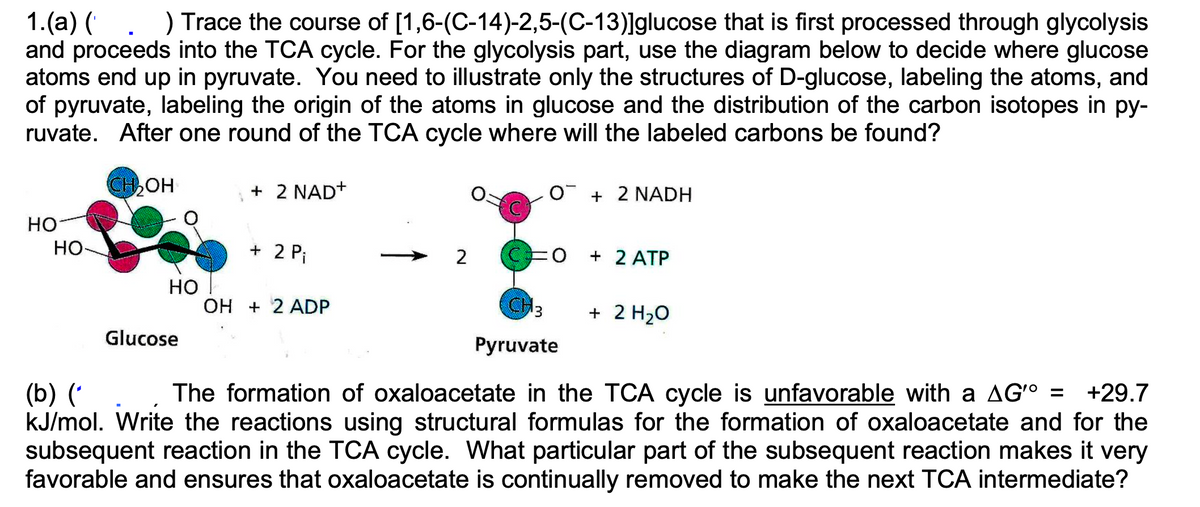 1.(a) (
) Trace the course of [1,6-(C-14)-2,5-(C-13)]glucose that is first processed through glycolysis
and proceeds into the TCA cycle. For the glycolysis part, use the diagram below to decide where glucose
atoms end up in pyruvate. You need to illustrate only the structures of D-glucose, labeling the atoms, and
of pyruvate, labeling the origin of the atoms in glucose and the distribution of the carbon isotopes in py-
ruvate. After one round of the TCA cycle where will the labeled carbons be found?
HO
HO
(b) (*
CH₂OH
Glucose
HO
+ 2 NAD+
O + 2 NADH
+ 2 Pi
2
F0
+ 2 ATP
OH + 2 ADP
3 + 2 H₂O
Pyruvate
The formation of oxaloacetate in the TCA cycle is unfavorable with a AG'° = +29.7
kJ/mol. Write the reactions using structural formulas for the formation of oxaloacetate and for the
subsequent reaction in the TCA cycle. What particular part of the subsequent reaction makes it very
favorable and ensures that oxaloacetate is continually removed to make the next TCA intermediate?