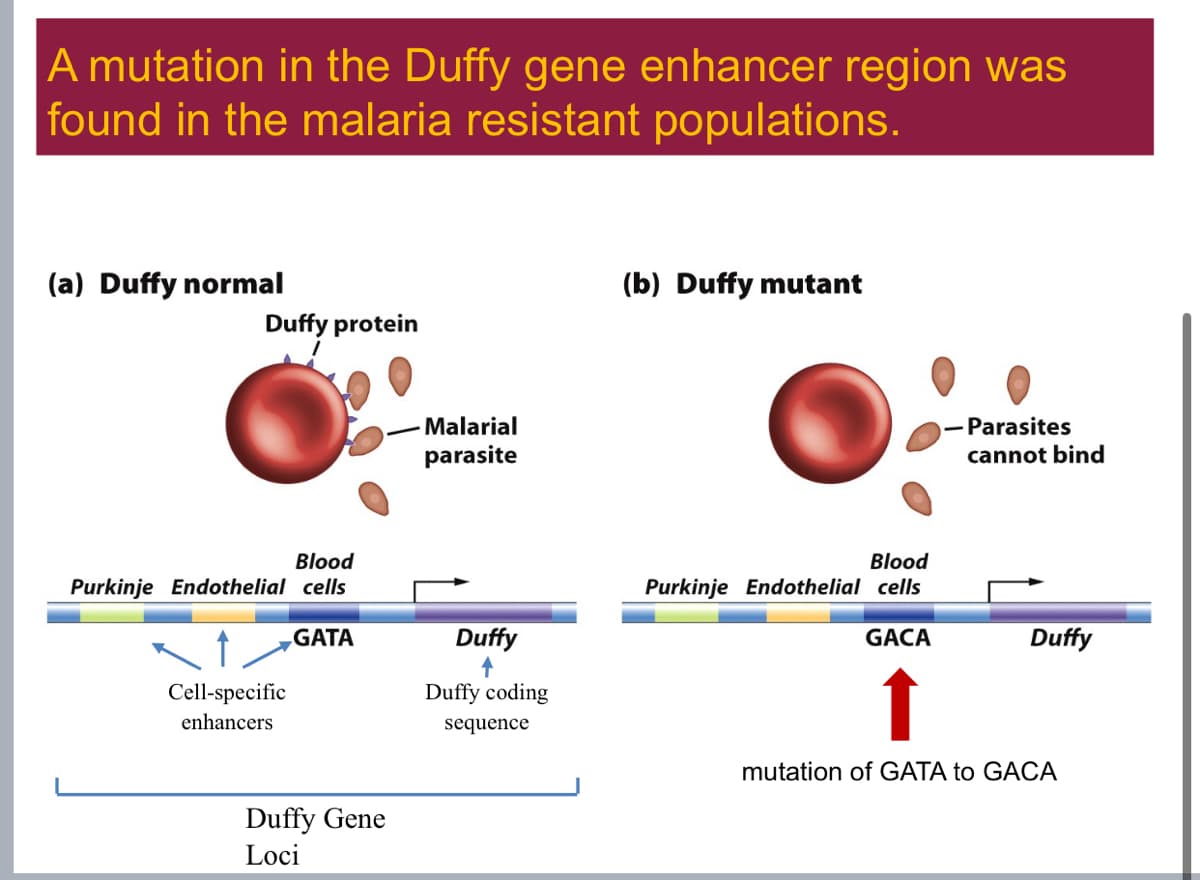 A mutation in the Duffy gene enhancer region was
found in the malaria resistant populations.
(a) Duffy normal
Duffy protein
Blood
Purkinje Endothelial cells
- Malarial
parasite
GATA
Duffy
Cell-specific
enhancers
Duffy coding
sequence
Duffy Gene
Loci
(b) Duffy mutant
Blood
Purkinje Endothelial cells
-Parasites
cannot bind
GACA
Duffy
mutation of GATA to GACA