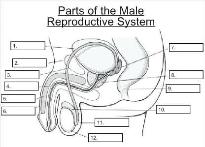 Parts of the Male
Reproductive System
☐ ☐
1.
5.
3.
4.
2.
6.
7.
8.
9.
10.
11.
12.