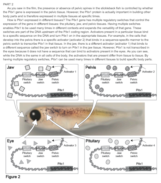 PART 2
As you saw in the film, the presence or absence of pelvic spines in the stickleback fish is controlled by whether
the Pitx1 gene is expressed in the pelvic tissue. However, the Pitx1 protein is actually important in building other
body parts and is therefore expressed in multiple tissues at specific times.
How is Pitx1 expressed in different tissues? The Pitx1 gene has multiple regulatory switches that control the
expression of the gene in different tissues: the pituitary, jaw, and pelvic tissues. Having multiple switches
enables Pitx1 to be used many times in different contexts and expands the versatility of that gene. These
switches are part of the DNA upstream of the Pitx1 coding region. Activators present in a particular tissue bind
to a specific sequence on the DNA and turn Pitx1 on in the appropriate tissues. For example, in the cells that
develop into the pelvis there is a specific activator (activator 2) that binds in a sequence-specific manner to the
pelvic switch to transcribe Pitx1 in that tissue. In the jaw, there is a different activator (activator 1) that binds to
a different sequence called the jaw switch to turn on Pitx1 in the jaw tissue. However, Pitx1 is not transcribed in
the eyes because it does not have a sequence that can bind to activators present in the eyes. As you can see,
while the DNA is the same in all cells of the body, the activators that are present differ from tissue to tissue. By
having multiple regulatory switches, Pitx1 can be used many times in different tissues to build specific body parts.
Jaw
Pelvis
Activator 1
Eye
A
Pituitary Jaw
switch
Pelvic
switch
switch
Figure 2
Pituitary
switch
Pitx1
QOLOLOLOLOLOL
Jaw
switch
Pelvic
switch
Activator 2
Pituitary
switch
Jaw
Pelvic
switch
switch
Pituitary
Activator 3
Pitx1
LOLOLOLOLOLOU
Pituitary Jaw
switch switch
Pitx1
Activator 4
Pelvic
switch
Pitx1
OLOLOLOLOLOU