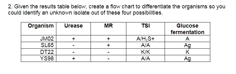 2. Given the results table below, create a flow chart to differentiate the organisms so you
could identify an unknown isolate out of these four possibilities.
Organism
Urease
MR
TSI
Glucose
fermentation
JM02
+
A/H₂S+
A
SL65
+
A/A
Ag
DT22
K/K
K
YS98
+
-
A/A
Ag