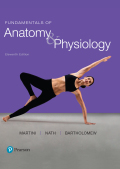 Fundamentals of Anatomy & Physiology (11th Edition) - 11th Edition - by Martini - ISBN 9780134477336
