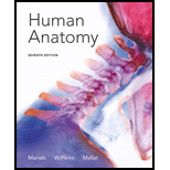 Human Anatomy - 7th Edition - by Elaine N. Marieb, Patricia Brady Wilhelm, Jon B. Mallatt - ISBN 9780321822413