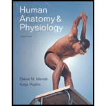 Human Anatomy & Physiology - 8th Edition - by Marieb,  Elaine Nicpon, Hoehn,  Katja. - ISBN 9780805395693