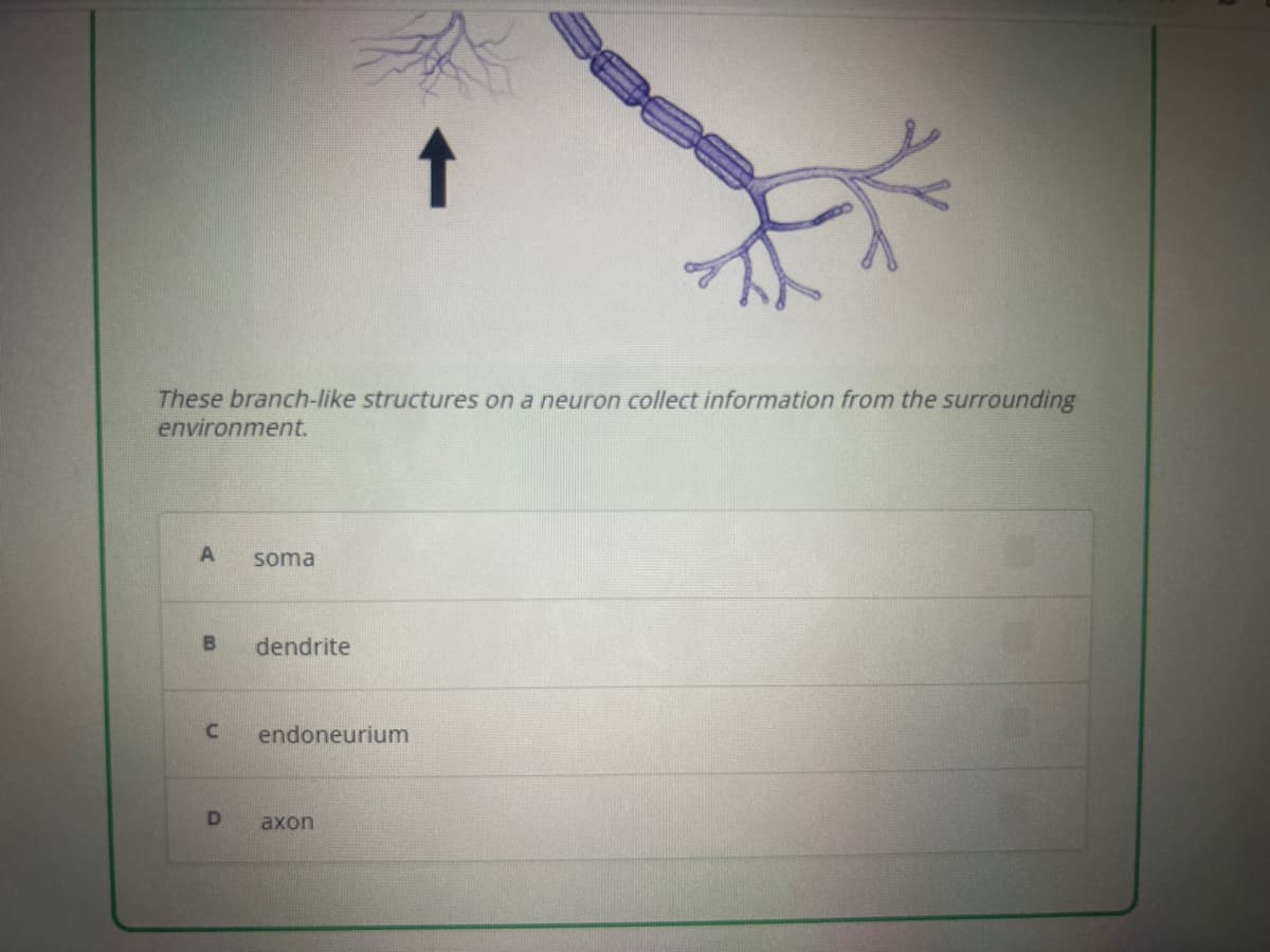 These branch-like structures on a neuron collect information from the surrounding
environment.
A
soma
B dendrite
C endoneurium
↑
D axon