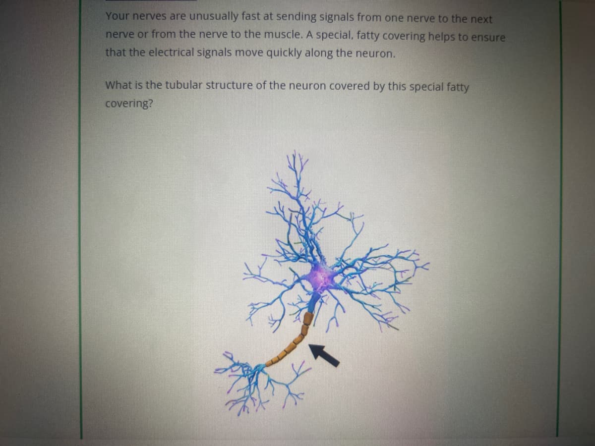 Your nerves are unusually fast at sending signals from one nerve to the next
nerve or from the nerve to the muscle. A special, fatty covering helps to ensure
that the electrical signals move quickly along the neuron.
What is the tubular structure of the neuron covered by this special fatty
covering?