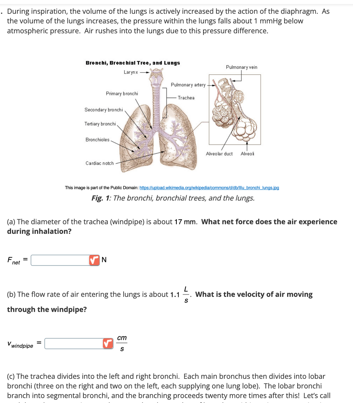 . During inspiration, the volume of the lungs is actively increased by the action of the diaphragm. As
the volume of the lungs increases, the pressure within the lungs falls about 1 mmHg below
atmospheric pressure. Air rushes into the lungs due to this pressure difference.
Bronchi, Bronchial Tree, and Lungs
Larynx
Primary bronchi
Secondary bronchi
Tertiary bronchi
Bronchioles
Cardiac notch
Pulmonary artery
Trachea
Pulmonary vein
Alveolar duct Alveoli
This image is part of the Public Domain: https://upload.wikimedia.org/wikipedia/commons/d/db/Illu bronchi lungs.jpg
Fig. 1: The bronchi, bronchial trees, and the lungs.
(a) The diameter of the trachea (windpipe) is about 17 mm. What net force does the air experience
during inhalation?
F
net
=
N
L
(b) The flow rate of air entering the lungs is about 1.1
What is the velocity of air moving
S
through the windpipe?
Vwindpipe
cm
S
(c) The trachea divides into the left and right bronchi. Each main bronchus then divides into lobar
bronchi (three on the right and two on the left, each supplying one lung lobe). The lobar bronchi
branch into segmental bronchi, and the branching proceeds twenty more times after this! Let's call