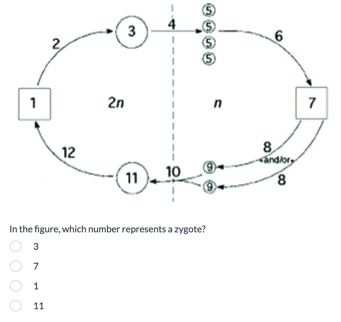 (5)
4
(5)
3
6
2
(5)
(5)
1
2n
n
12
10
11
In the figure, which number represents a zygote?
3
7
1
11
8.
and/or
00
7