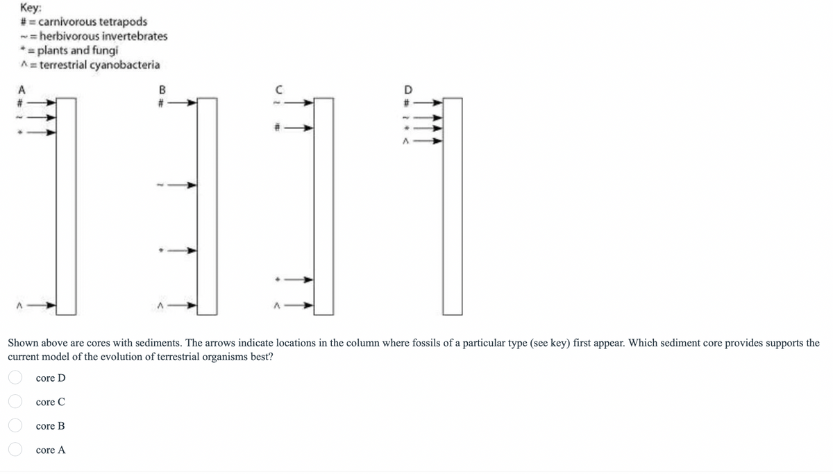 Key:
#= carnivorous tetrapods
~= herbivorous invertebrates
* = plants and fungi
A = terrestrial cyanobacteria
B
#
C
D
Shown above are cores with sediments. The arrows indicate locations in the column where fossils of a particular type (see key) first appear. Which sediment core provides supports the
current model of the evolution of terrestrial organisms best?
0000
core D
core C
core B
core A