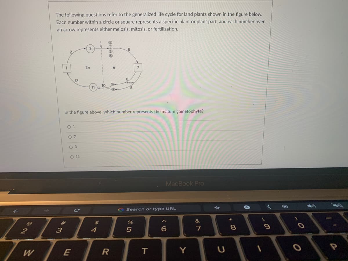 The following questions refer to the generalized life cycle for land plants shown in the figure below.
Each number within a circle or square represents a specific plant or plant part, and each number over
an arrow represents either meiosis, mitosis, or fertilization.
6.
(5)
2n
8.
ndlor,
12
10
8.
In the figure above, which number represents the mature gametophyte?
O 1
O 7
O 3
O 1
MacBook Pro
G Search or type URL
%23
24
*
3
4
W
E
Y
