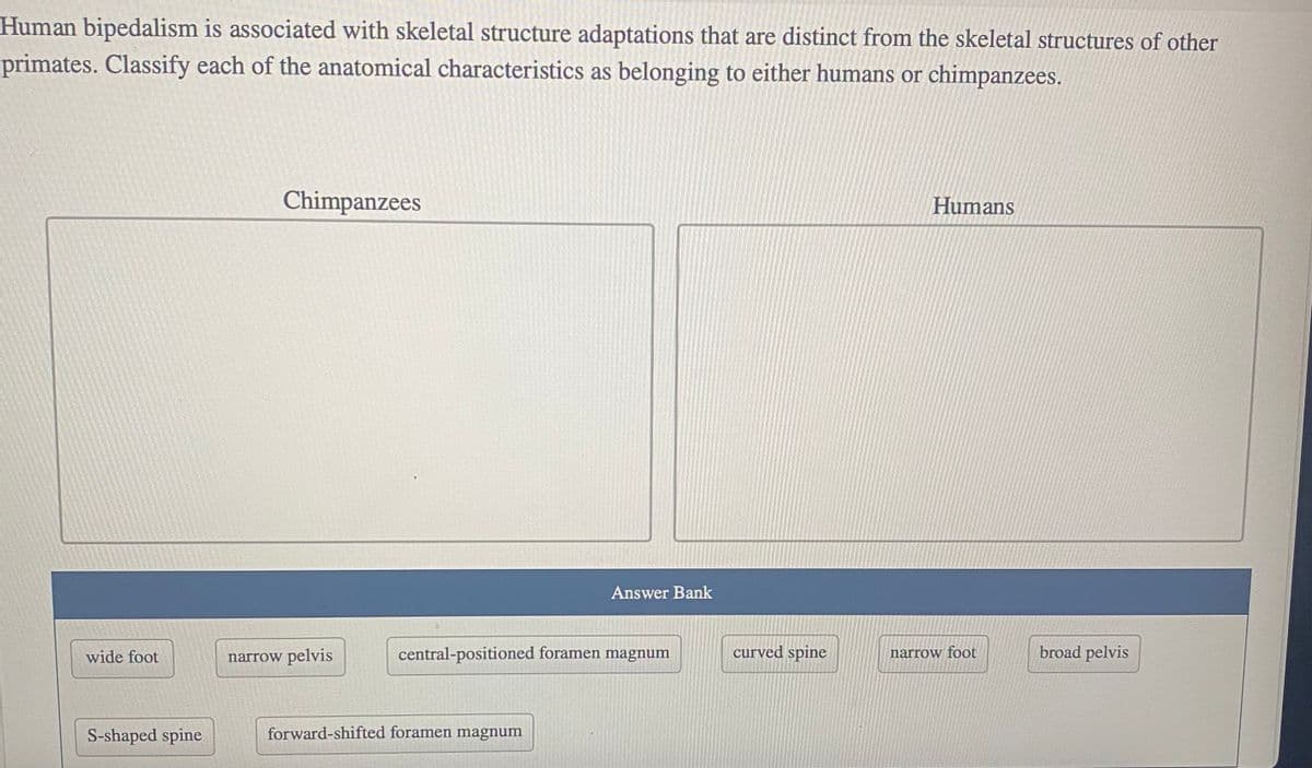 Human bipedalism is associated with skeletal structure adaptations that are distinct from the skeletal structures of other
primates. Classify each of the anatomical characteristics as belonging to either humans or chimpanzees.
wide foot
S-shaped spine
Chimpanzees
narrow pelvis
Answer Bank
central-positioned foramen magnum
forward-shifted foramen magnum
curved spine
Humans
narrow foot
broad pelvis