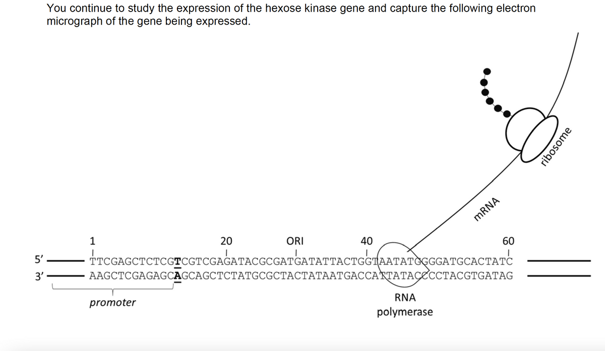 You continue to study the expression of the hexose kinase gene and capture the following electron
micrograph of the gene being expressed.
MRNA
1
20
ORI
40
60
TTCGAGCTCTCGTCGTCGAGATACGCGATGATATTACTGGIAATATĞGGGATGCACTATC
5'
3'
AAGCTCGAGAGCAGCAGCTCTATGCGCTACTATAATGACCA'NTATAÇCCCTACGTGATAG
CACTATC
promoter
RNA
polymerase
ribosome
