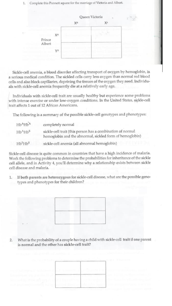 1. Complete this Punnett square for the marriage of Victoria and Albert.
Prince
Albert
XH
HbsHbs
2.
yo
Queen Victoria
Sickle-cell anemia, a blood disorder affecting transport of oxygen by hemoglobin, is
a serious medical condition. The sickled cells carry less oxygen than normal red blood
cells and also block capillaries, depriving the tissues of the oxygen they need. Individu-
als with sickle-cell anemia frequently die at a relatively early age.
Xh
Individuals with sickle-cell trait are usually healthy but experience some problems
with intense exercise or under low-oxygen conditions. In the United States, sickle-cell
trait affects 1 out of 12 African Americans.
The following is a summary of the possible sickle-cell genotypes and phenotypes:
HbAHBA
completely normal
Hb^Hbs
sickle-cell trait (this person has a combination of normal
hemoglobin and the abnormal, sickled form of hemoglobin)
sickle-cell anemia (all abnormal hemoglobin)
Sickle-cell disease is quite common in countries that have a high incidence of malaria.
Work the following problems to determine the probabilities for inheritance of the sickle
cell allele, and in Activity 4, you'll determine why a relationship exists between sickle
cell disease and malaria.
1. If both parents are heterozygous for sickle-cell disease, what are the possible geno-
types and phenotypes for their children?
What is the probability of a couple having a child with sickle-cell trait if one parent
is normal and the other has sickle-cell trait?