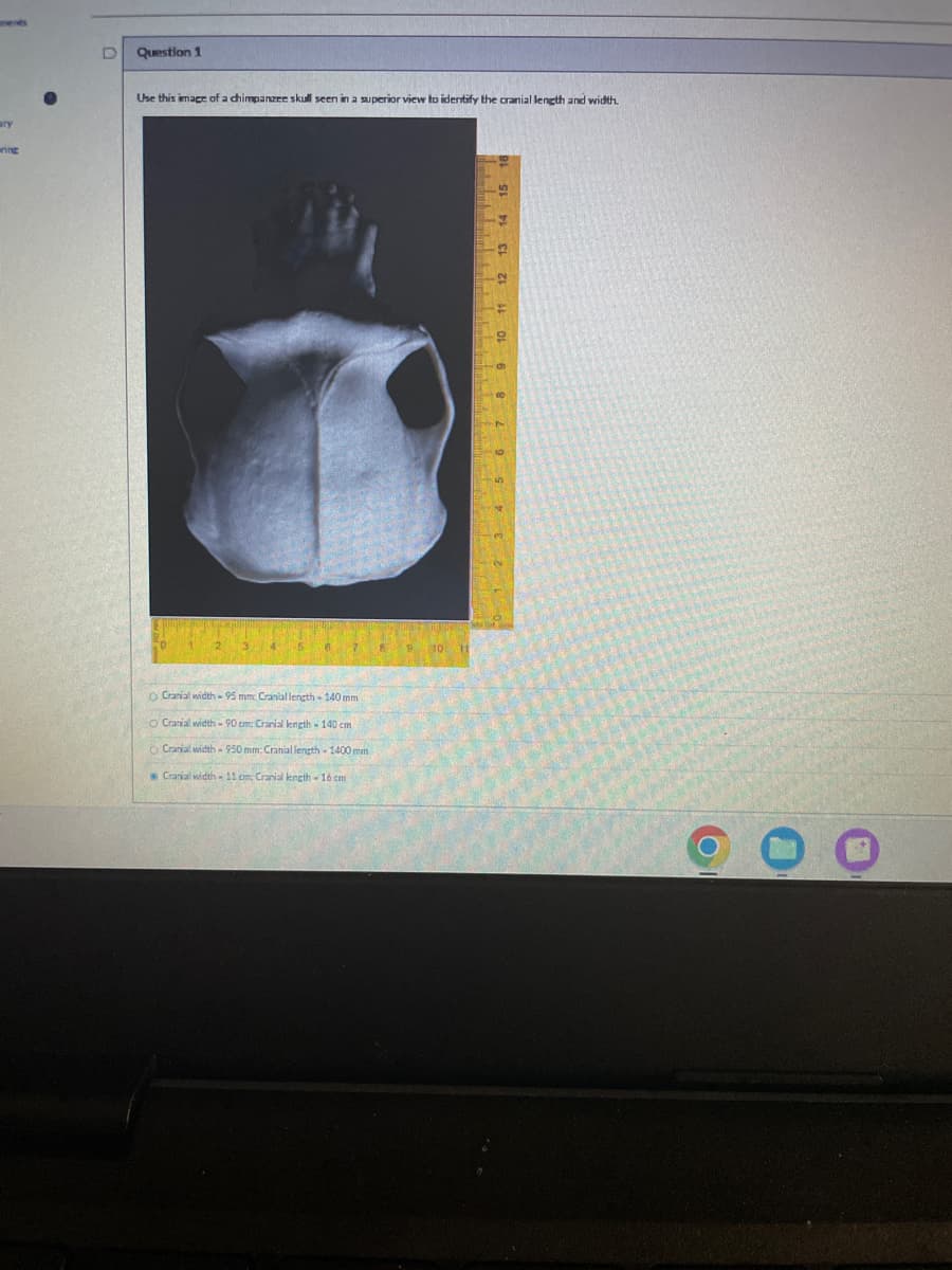 ary
wring
Question 1
Use this image of a chimpanzee skull seen in a superior view to identify the cranial length and width.
O Cranial width-95 mm Cranial length-140 mm.
O Cranial width-90 cm: Cranial length 140 cm
O Cranial width 950 mm: Cranial length - 1400 mm
Cranial width 11 cm Cranial length 16 cm