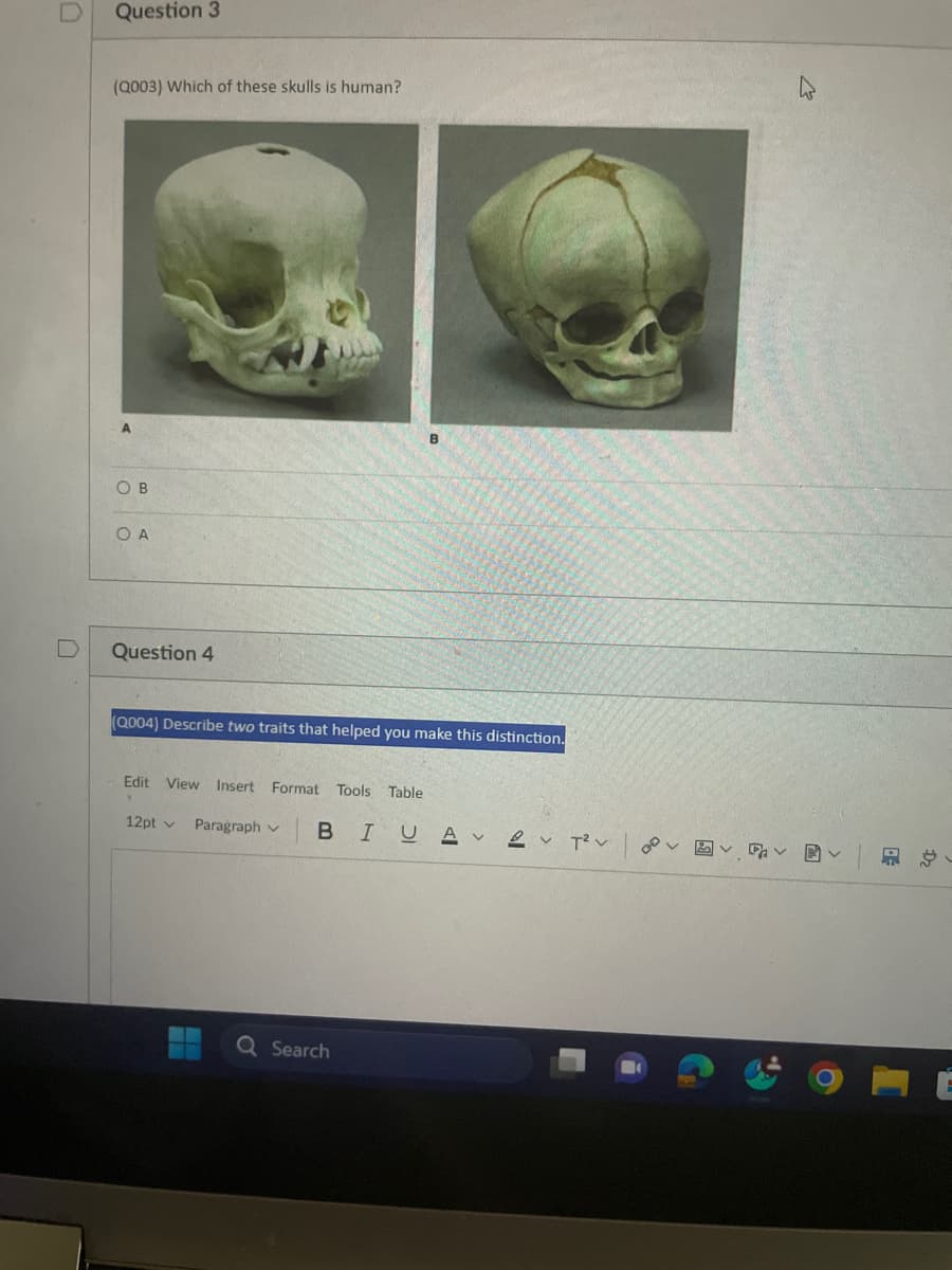 D
Question 3
(Q003) Which of these skulls is human?
OB
OA
Question 4
B
(Q004) Describe two traits that helped you make this distinction.
Edit View Insert Format Tools Table
12pt v Paragraph v
BIUA T² | 00
Q Search