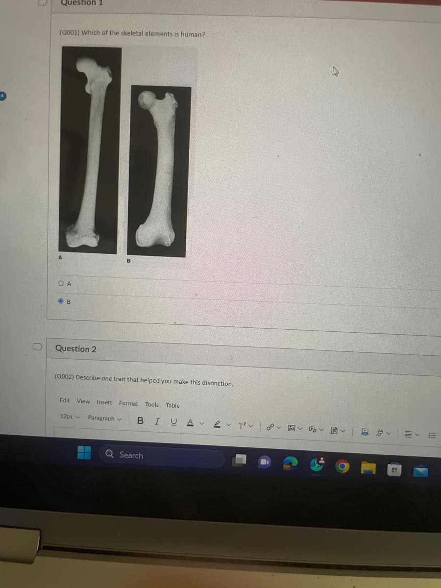 Question 1
(Q001) Which of the skeletal elements is human?
OA
B
D
Question 2
B
(Q002) Describe one trait that helped you make this distinction.
Edit View Insert Format Tools Table
12pt
Paragraph
D
BIUAT2 00 固
V
く
Q Search