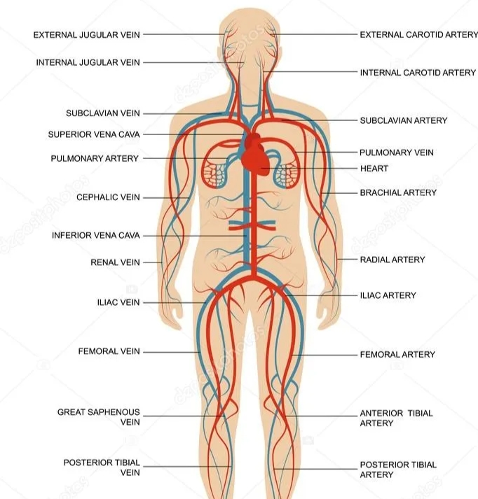 - BRACHIAL ARTE
EXTERNAL JUGULAR VEIN
INTERNAL JUGULAR VEIN
EXTERNAL CAROTID ARTERY
estock
- INTERNAL CAROTID ARTERY
SUBCLAVIAN VEIN
SUPERIOR VENA CAVA
-SUBCLAVIAN ARTERY
PULMONARY ARTERY
PULMONARY VEIN
CEPHALIC VEIN
HEART
depositphoto
- RADIAL ARTERY
dositohot
INFERIOR VENA CAVA
RENAL VEIN
ILIAC VEIN
- ILIAC ARTERY
FEMORAL VEIN
-FEMORAL ARTERY
aeasitphototcs
GREAT SAPHENOUS,
VEIN
ANTERIOR TIBIAL
ARTERY
POSTERIOR TIBIAL
VEIN
tos
POSTERIOR TIBIAL
ARTERY
stos
