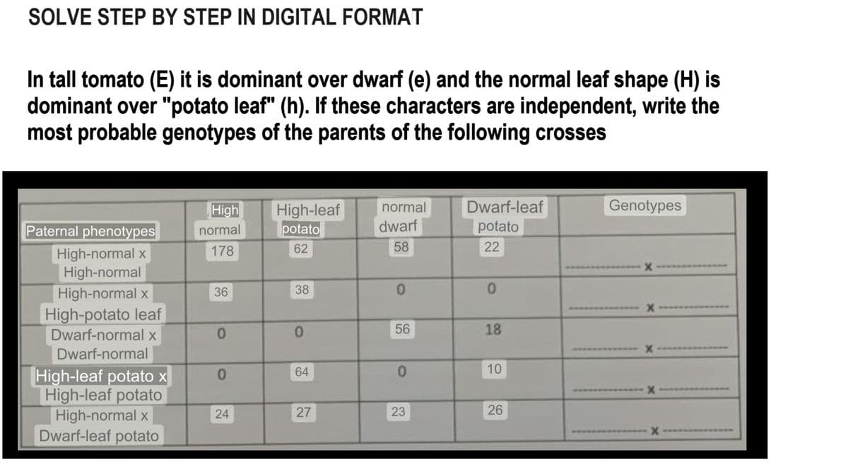 SOLVE STEP BY STEP IN DIGITAL FORMAT
In tall tomato (E) it is dominant over dwarf (e) and the normal leaf shape (H) is
dominant over "potato leaf" (h). If these characters are independent, write the
most probable genotypes of the parents of the following crosses
Paternal phenotypes
High-normal x
High-normal
High-normal x
High-potato leaf
Dwarf-normal x
Dwarf-normal
High-leaf potato x
High-leaf potato
High-normal x
Dwarf-leaf potato
High
normal
178
36
0
0
24
High-leaf
potato
62
38
0
64
27
normal
dwarf
58
0
56
0
23
Dwarf-leaf
potato
22
0
18
10
26
Genotypes