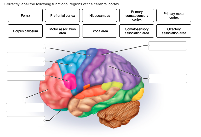 Correctly label the following functional regions of the cerebral cortex.
Fornix
Corpus callosum
10
Prefrontal cortex
Motor association
area
Hippocampus
Broca area
Primary
somatosensory
cortex
Somatosensory
association area
Primary motor
cortex
Olfactory
association area