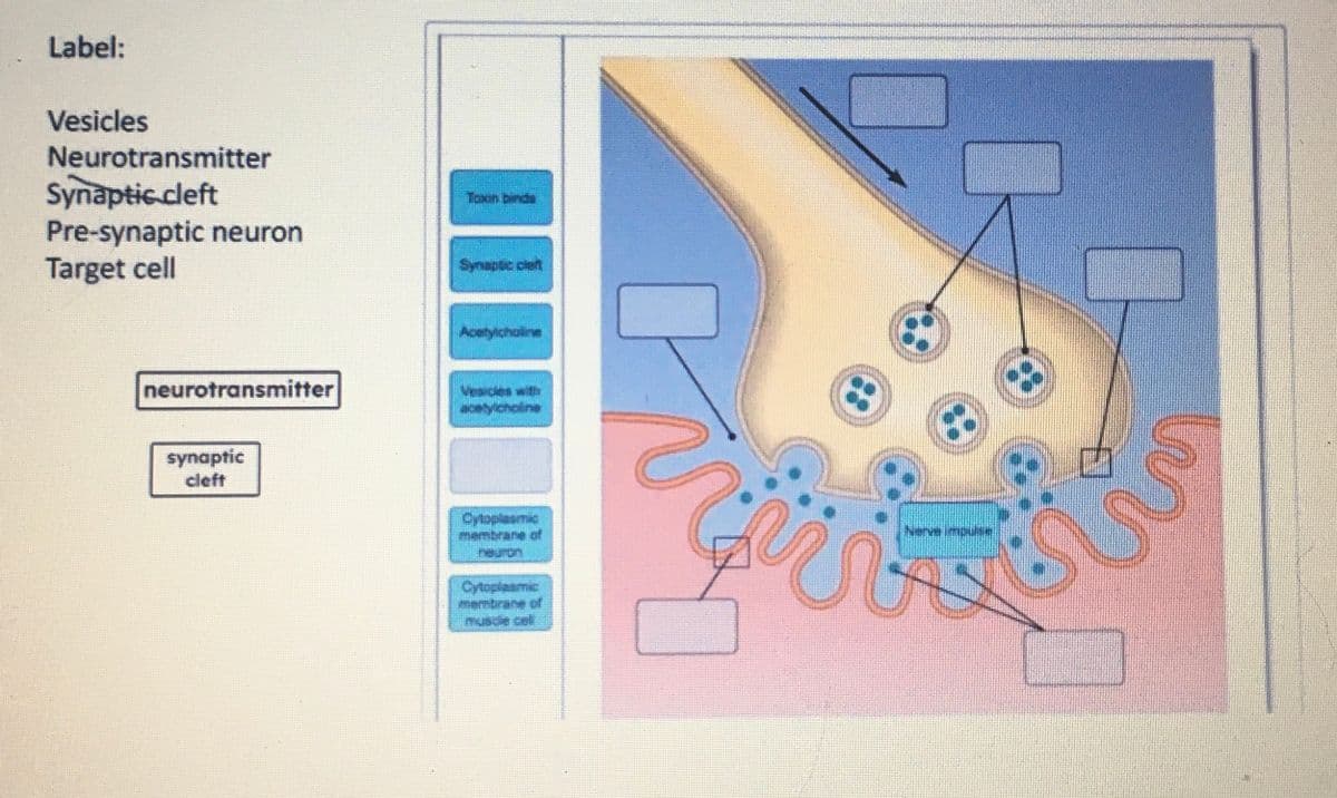 Label:
Vesicles
Neurotransmitter
Synaptic.cleft
Pre-synaptic neuron
Target cell
neurotransmitter
synaptic
cleft
Visions with
Cytoplasmic
0
Gürs
Nerve impulse
✪