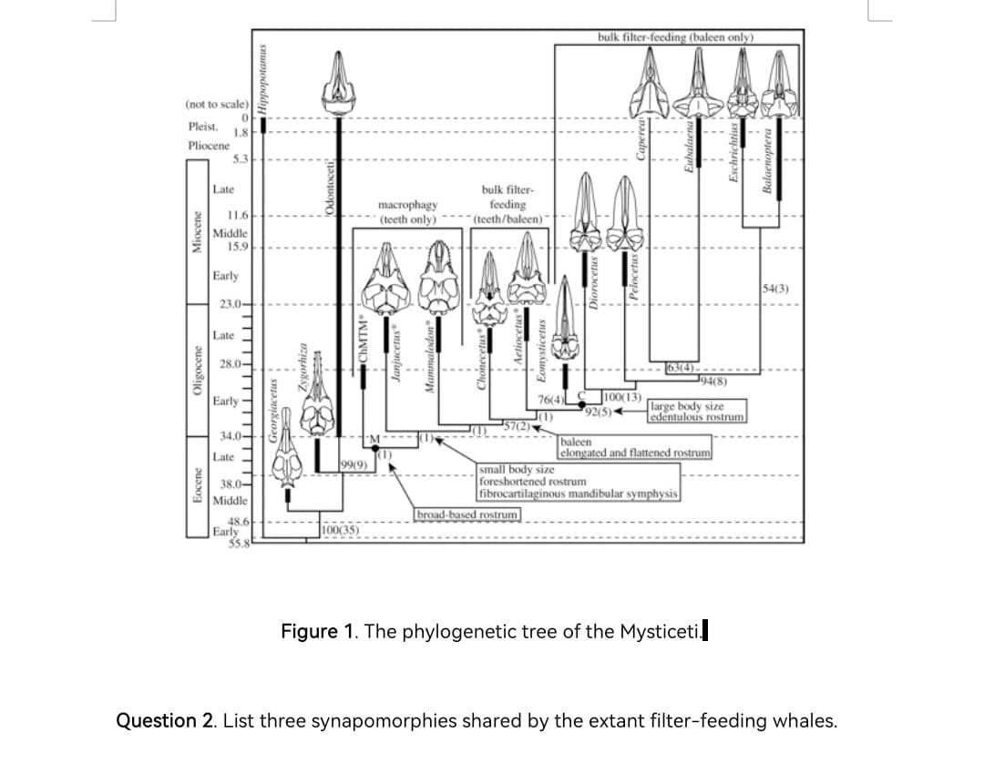 bulk filter-feeding (baleen only)
(not to scale)
Pleist.
18
Pliocene
5.3
Late
bulk filter-
macrophagy
(teeth only)
feeding
- (teeth/baleen)-
11.6
Middle
15.9
Early
54(3)
23.0-
Late
28.0-
63(4)-
194(8)
100(13)
92(5)
Early
76(4)
large body size
edentulous rostrum
34.0-
baleen
elongated and flattened rostrum
Late
99(9)
38.0-
Middle
small body size
foreshortened rostrum
fibrocartilaginous mandibular symphysis
broad-based rostrum
48.6
Early
55.8
100(35)
Figure 1. The phylogenetic tree of the Mysticeti.
Question 2. List three synapomorphies shared by the extant filter-feeding whales.
Oligocene
Miocene
Zygorhiza
CHMTM
