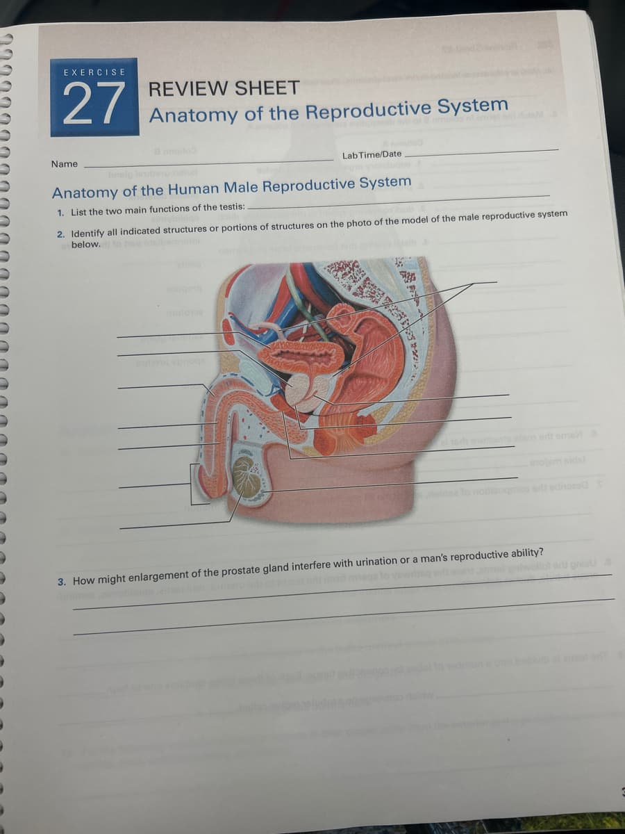 EXERCISE
27
REVIEW SHEET
Anatomy of the Reproductive System
Name
bnelp
Lab Time/Date
6010
Anatomy of the Human Male Reproductive System
1. List the two main functions of the testis:
2. Identify all indicated structures or portions of structures on the photo of the model of the male reproductive system
below.
ort sms a
mojem sidel
erit edinosed S
3. How might enlargement of the prostate gland interfere with urination or a man's reproductive ability?