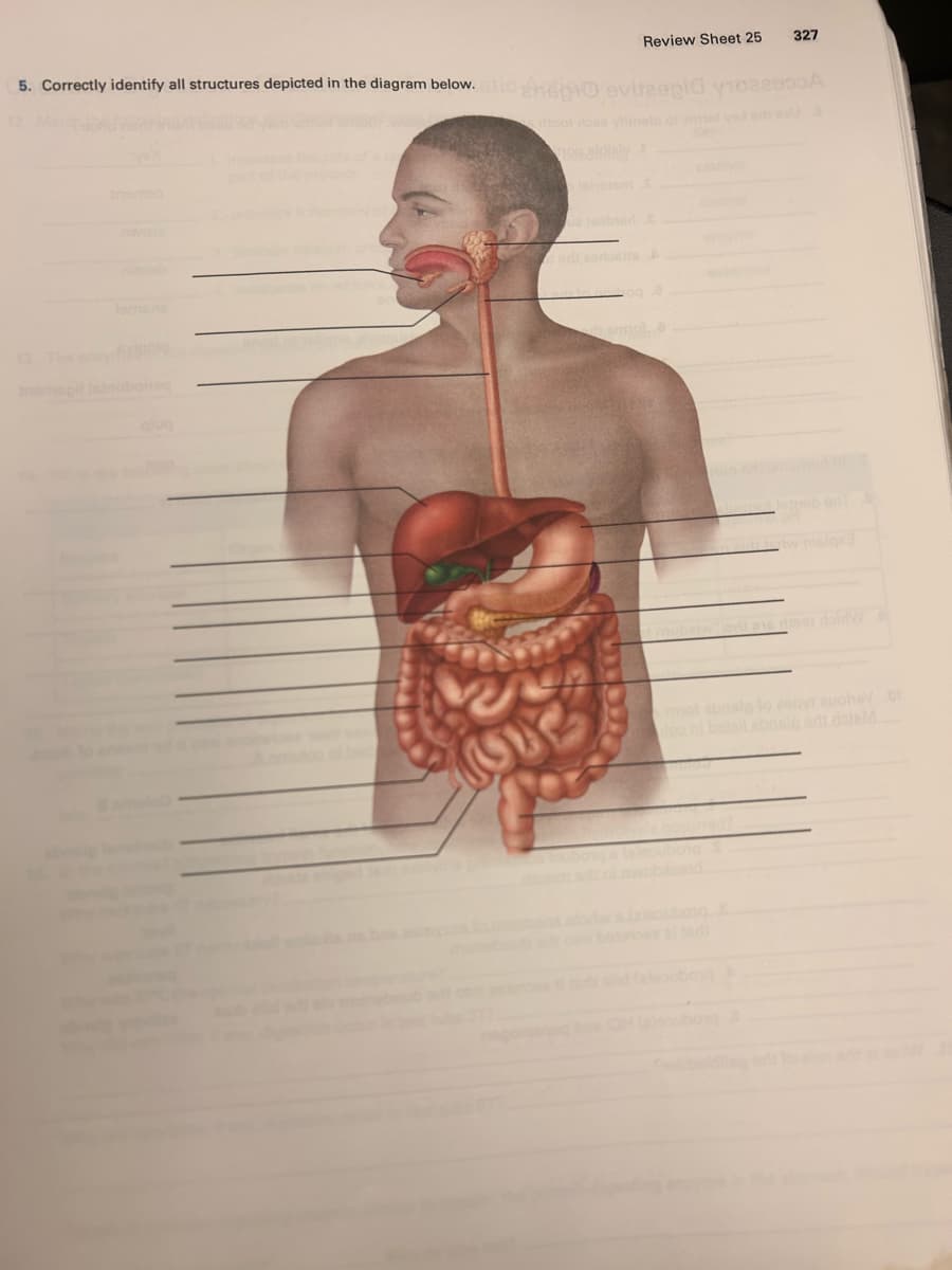 5. Correctly identify all structures depicted in the diagram below.aticando evitesgid 1029.0
ritool rose viinabi of amat va erta
lomane
Review Sheet 25 327
iped
mal..
re
peb en