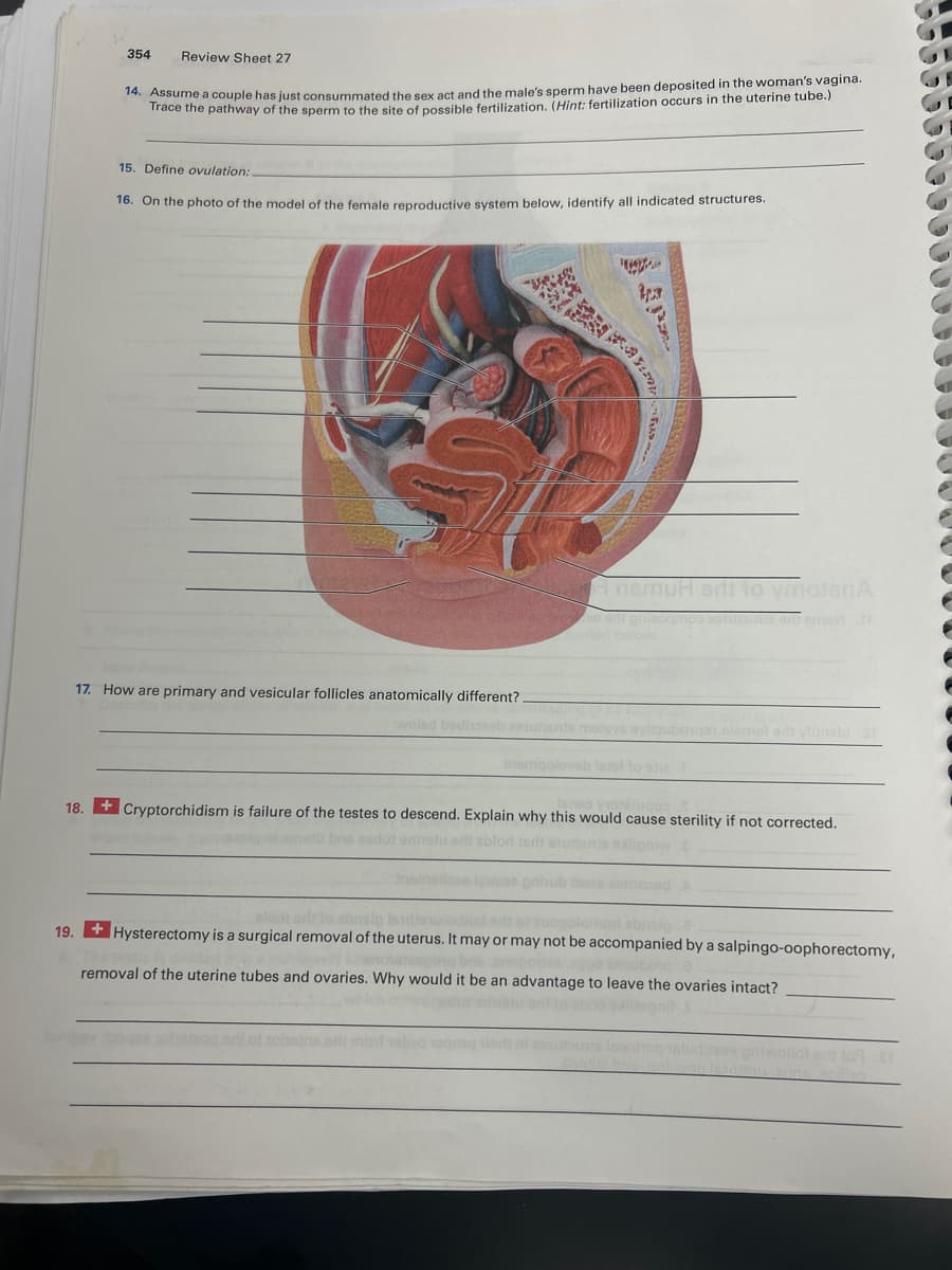 354
Review Sheet 27
14. Assume a couple has just consummated the sex act and the male's sperm have been deposited in the woman's vagina.
Trace the pathway of the sperm to the site of possible fertilization. (Hint: fertilization occurs in the uterine tube.)
15. Define ovulation:
16. On the photo of the model of the female reproductive system below, identify all indicated structures.
17. How are primary and vesicular follicles anatomically different?
18.
19.
bedhose
p
AnemuH edi to matenA
+Cryptorchidism is failure of the testes to descend. Explain why this would cause sterility if not corrected.
edtablor terit
salloniw
abrielg
+Hysterectomy is a surgical removal of the uterus. It may or may not be accompanied by a salpingo-Oophorectomy,
zebubong
removal of the uterine tubes and ovaries. Why would it be an advantage to leave the ovaries intact?