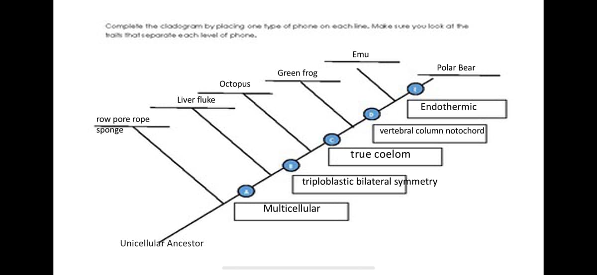 Complete the clodogrom by placing one tpe of phone on each line. Mcke sure you look at he
roits thotseporote eoch level of phone.
Emu
Polar Bear
Green frog
Octopus
Liver fluke
Endothermic
row pore rope
sponge
vertebral column notochord
true coelom
triploblastic bilateral symmetry
Multicellular
Unicellular Ancestor
