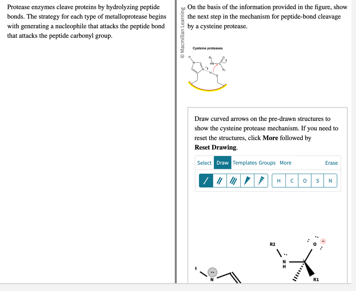 Protease enzymes cleave proteins by hydrolyzing peptide
bonds. The strategy for each type of metalloprotease begins
with generating a nucleophile that attacks the peptide bond
that attacks the peptide carbonyl group.
Macmillan Learning
On the basis of the information provided in the figure, show
the next step in the mechanism for peptide-bond cleavage
by a cysteine protease.
H
Cysteine proteases
R₂
HN
R₁
Draw curved arrows on the pre-drawn structures to
show the cysteine protease mechanism. If you need to
reset the structures, click More followed by
Reset Drawing.
Select Draw Templates Groups More
N
R2
H
\..
C
O
S
R1
Erase
N