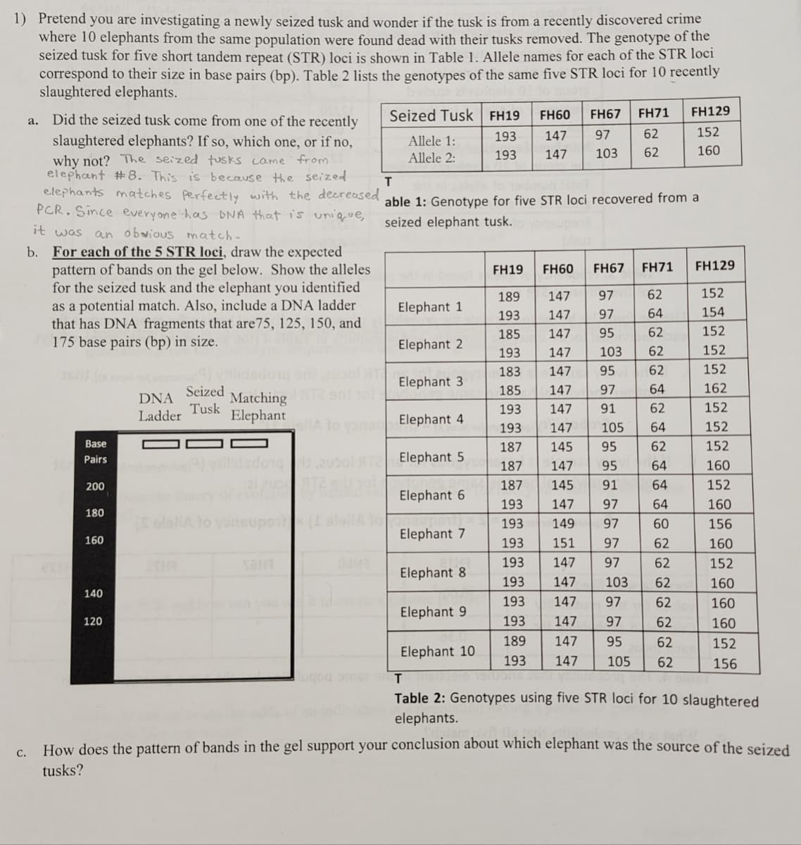 1) Pretend you are investigating a newly seized tusk and wonder if the tusk is from a recently discovered crime
where 10 elephants from the same population were found dead with their tusks removed. The genotype of the
seized tusk for five short tandem repeat (STR) loci is shown in Table 1. Allele names for each of the STR loci
correspond to their size in base pairs (bp). Table 2 lists the genotypes of the same five STR loci for 10 recently
slaughtered elephants.
C.
Did the seized tusk come from one of the recently
slaughtered elephants? If so, which one, or if no,
why not? The seized tusks came from
elephant #8. This is because the seized
elephants matches Perfectly with the decreased
PCR. Since everyone has DNA that is unique,
it was an obvious match-
a.
b. For each of the 5 STR loci, draw the expected
pattern of bands on the gel below. Show the alleles
for the seized tusk and the elephant you identified
as a potential match. Also, include a DNA ladder
that has DNA fragments that are 75, 125, 150, and
175 base pairs (bp) in size.
Base
Pairs
200
180
160
140
120
DNA
Ladder
Seized
Tusk
Matching
Elephant
yillidsdong 201
yonsupett
lugog ome
Seized Tusk FH19 FH60
Allele 1:
Allele 2:
Elephant 1
T
able 1: Genotype for five STR loci recovered from a
seized elephant tusk.
Elephant 2
Elephant 3
Elephant 4
Elephant 5
Elephant 6
Elephant 7
Elephant 8
FH67 FH71
193 147 97 62
193 147 103 62
Elephant 9
Elephant 10
FH19
FH60
FH67 FH71
189
147 97
62
193
147 97
64
185
147 95
62
193
147
62
183
147 95
62
185
147
97
64
193
147
91
62
193
147
105
64
187
145
95
62
187
147 95
64
187
145
91
64
193
147 97
64
193
149 97
60
193
151
97
62
193
147
97
62
193 147
103
62
193 147
97
62
193
147
97
62
189
147
95
62
193 147 105 62
FH129
152
160
103
FH129
152
154
152
152
152
162
152
152
152
160
152
160
156
160
152
160
160
160
152
156
T
Table 2: Genotypes using five STR loci for 10 slaughtered
elephants.
How does the pattern of bands in the gel support your conclusion about which elephant was the source of the seized
tusks?