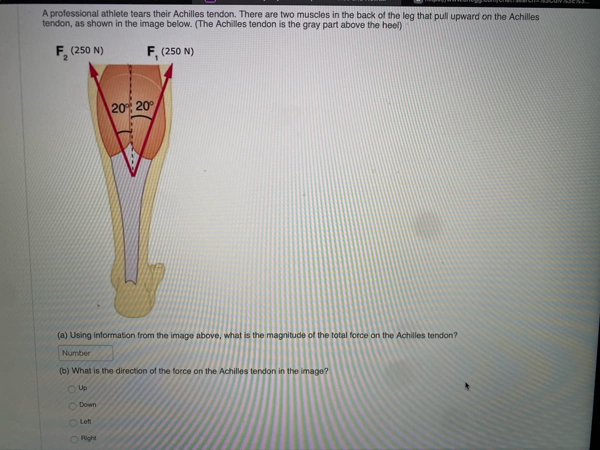 A professional athlete tears their Achilles tendon. There are two muscles in the back of the leg that pull upward on the Achilles
tendon, as shown in the image below. (The Achilles tendon is the gray part above the heel)
F₂ (250 N)
F, (250 N)
(a) Using information from the image above, what is the magnitude of the total force on the Achilles tendon?
Number
(b) What is the direction of the force on the Achilles tendon in the image?
Up
Down
Left
20% 20°
Right