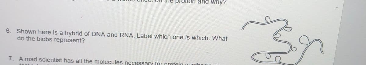 protein and why?
6. Shown here is a hybrid of DNA and RNA. Label which one is which. What
do the blobs represent?
7. A mad scientist has all the molecules necessarv for nrotein cynthoni
