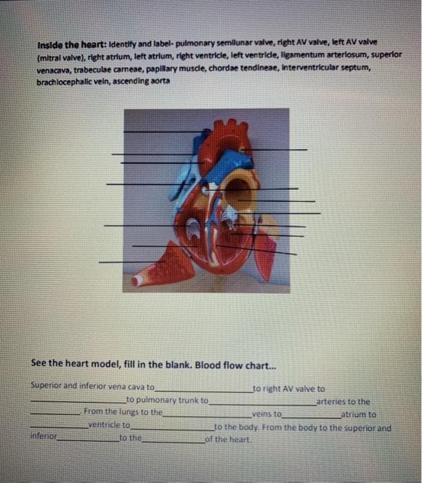 Inside the heart: Identify and label- pulmonary semilunar valve, right AV valve, left AV valve
(mitral valve), right atrlum, left atrlum, right ventricle, left ventride, ligamentum arterlosum, superlor
venacava, trabeculae carneae, papillary musde, chordae tendineae, Interventricular septum,
brachlocephalic veln, ascending aorta
See the heart model, fill in the blank. Blood flow chart.
Superior and inferior vena cava to
to right AV valve to
to pulmonary trunk to
arteries to the
From the lungs to the
veins to
atrium to
ventricie to
to the body. From the body to the superior and
of the heart.
Inferior
to the
