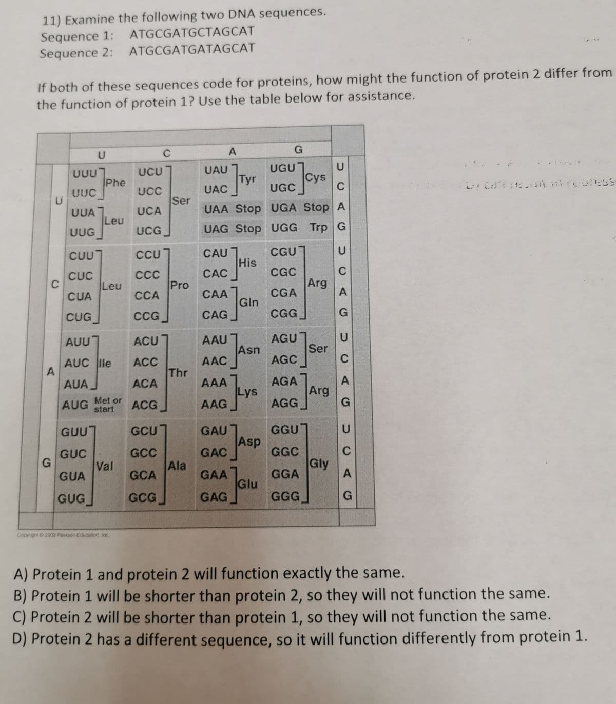 11) Examine the following two DNA sequences.
Sequence 1: ATGCGATGCTAGCAT
Sequence 2: ATGCGATGATAGCAT
If both of these sequences code for proteins, how might the function of protein 2 differ from
the function of protein 1? Use the table below for assistance.
U
C
A
G
บบน
UUC
UUA
UUG
CUU
CUC
CUA
CUG
U
Phe
GUUT
GUC
GUA
GUG
Leu
Leu
AUU
AUC lle
AUA
AUG
Met or
Start
Val
Ceweg 232 www...
UCU
UCC
UCA
UCG
CCU
CCC
CCA
CCG
ACU
ACC
ACA
ACG
C
GCU
GCC
GCA
GCG
Ser
Pro
Thr
Ala
CAU
CAC
CAA
CAG
A
AAU
AAC
AAA
AAG
UAU
U
UAC
C
UAA Stop
UGA Stop A
UAG Stop UGG Trp G
Tyr
GAA
GAG
His
Gin
Asn
Lys
GAU
GAC Asp
G
c]
Glu
UGU
UGC
CGU
CGC
CGA
CGG
AGU
AGC
AGA
AGG
GGU
GGC
GGA
GGG
Cys
Arg
Ser
Arg
Gly
U
C
A
G
U
C
A
G
U
C
A
G
by Calin me press
A) Protein 1 and protein 2 will function exactly the same.
B) Protein 1 will be shorter than protein 2, so they will not function the same.
C) Protein 2 will be shorter than protein 1, so they will not function the same.
D) Protein 2 has a different sequence, so it will function differently from protein 1.