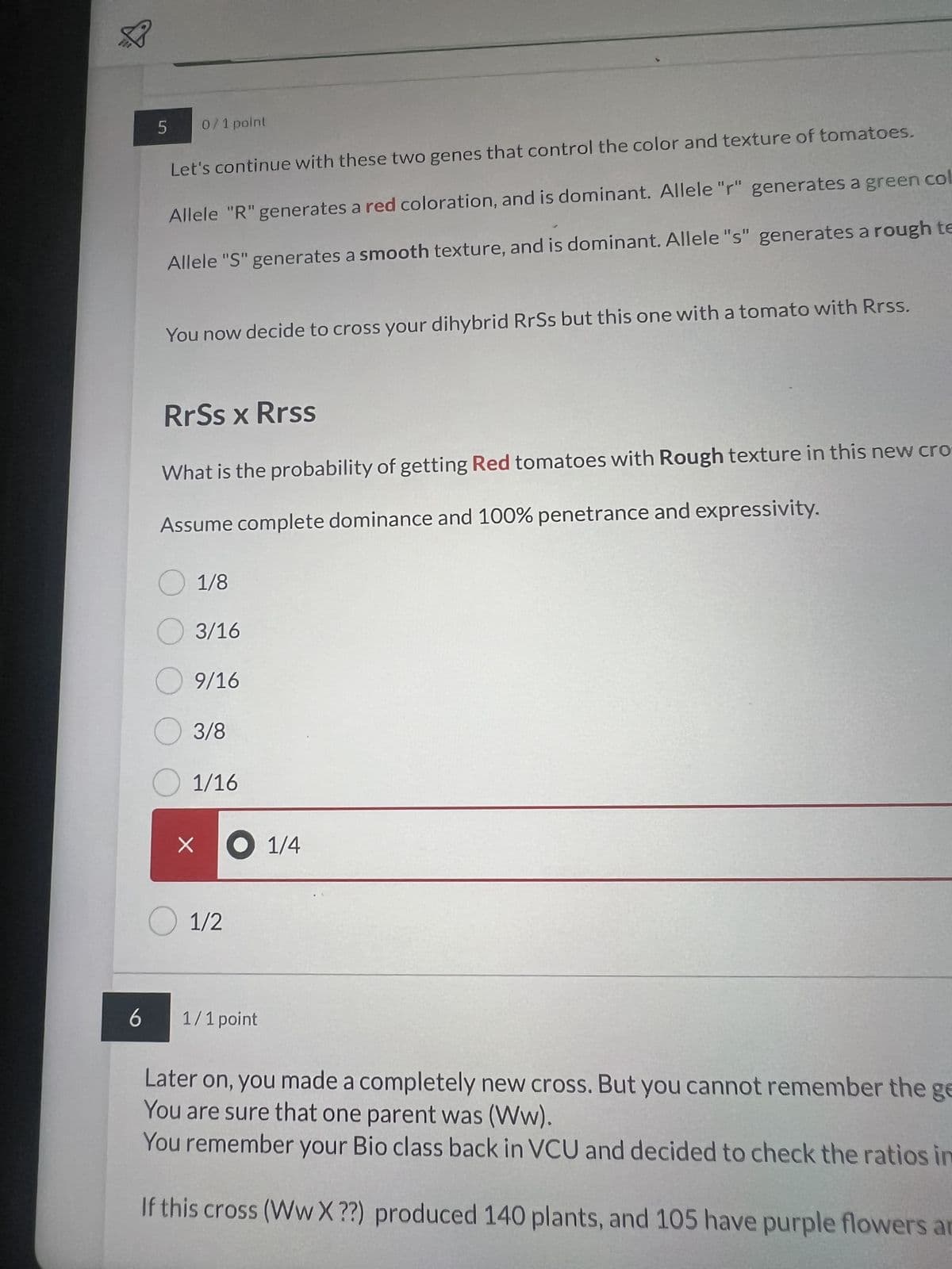 6
5
0/1 point
Let's continue with these two genes that control the color and texture of tomatoes.
Allele "R" generates a red coloration, and is dominant. Allele "r" generates a green col
Allele "S" generates a smooth texture, and is dominant. Allele "s" generates a rough te
You now decide to cross your dihybrid RrSs but this one with a tomato with Rrss.
RrSs x Rrss
What is the probability of getting Red tomatoes with Rough texture in this new cro
Assume complete dominance and 100% penetrance and expressivity.
O 1/8
3/16
O9/16
3/8
O 1/16
X x 1/4
1/2
1/1 point
Later on, you made a completely new cross. But you cannot remember the ge
You are sure that one parent was (Ww).
You remember your Bio class back in VCU and decided to check the ratios in
If this cross (Ww X ??) produced 140 plants, and 105 have purple flowers an