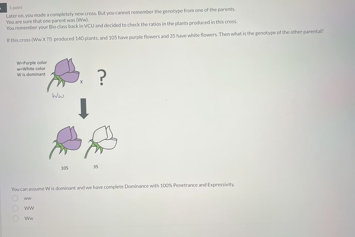 1 point
Later on, you made a completely new cross. But you cannot remember the genotype from one of the parents.
You are sure that one parent was (Ww).
You remember your Bio class back in VCU and decided to check the ratios in the plants produced in this cross.
If this cross (Ww X??) produced 140 plants, and 105 have purple flowers and 35 have white flowers. Then what is the genotype of the other parental?
W=Purple color
w=White color
W is dominant
ООО
ww
WW
Ww
You can assume W is dominant and we have complete Dominance with 100% Penetrance and Expressivity.
WW
105
X
35