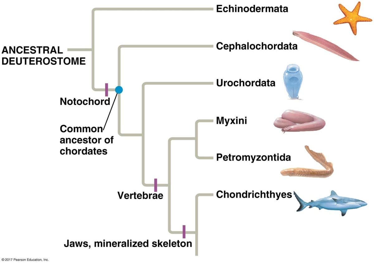 ANCESTRAL
DEUTEROSTOME
2017 Pearson Education, Inc.
Notochord
Common/
ancestor of
chordates
Vertebrae
Jaws, mineralized skeleton
Echinodermata
Cephalochordata
Urochordata
Myxini
Petromyzontida
Chondrichthyes