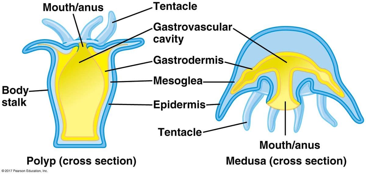 Body-
stalk
Mouth/anus
Polyp (cross section)
©2017 Pearson Education, Inc.
Tentacle
Gastrovascular.
cavity
Gastrodermis.
-Mesoglea-
-Epidermis-
Tentacle
Mouth/anus
Medusa (cross section)