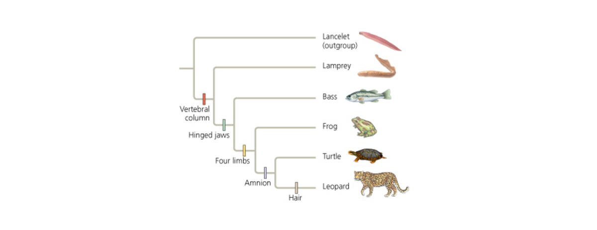 Answered: Which pair of organisms in the table… | bartleby