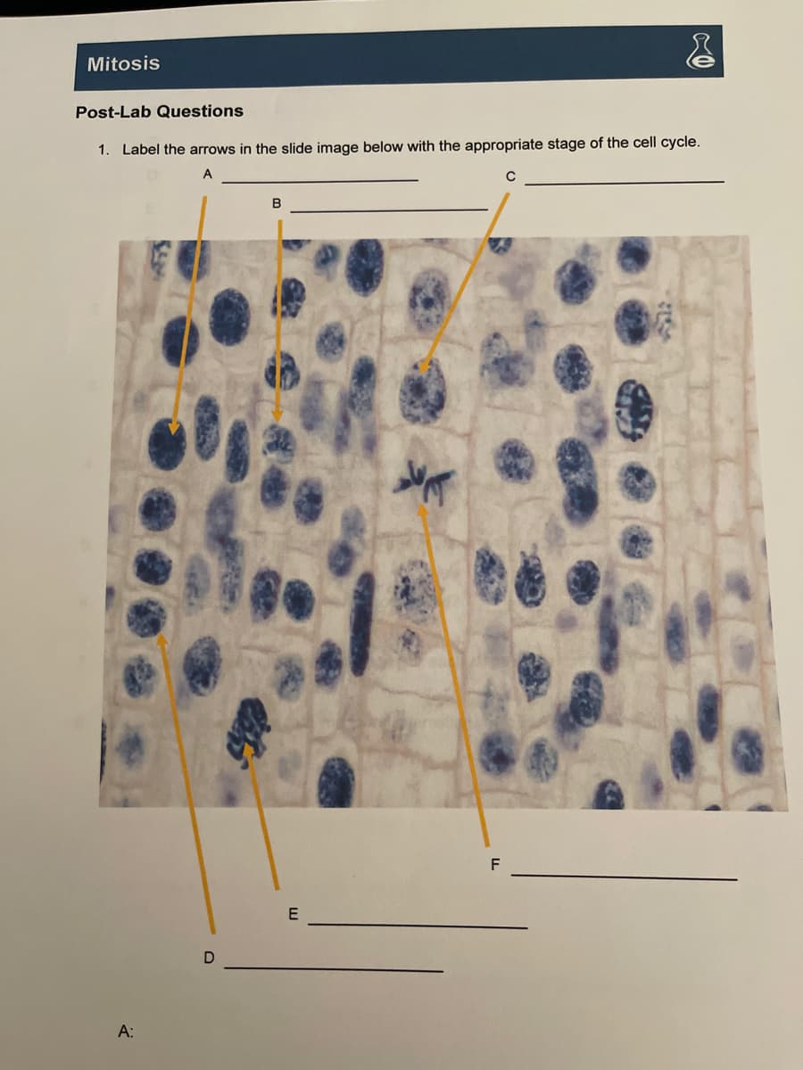 Mitosis
Post-Lab Questions
1. Label the arrows in the slide image below with the appropriate stage of the cell cycle.
B
А:
SA
