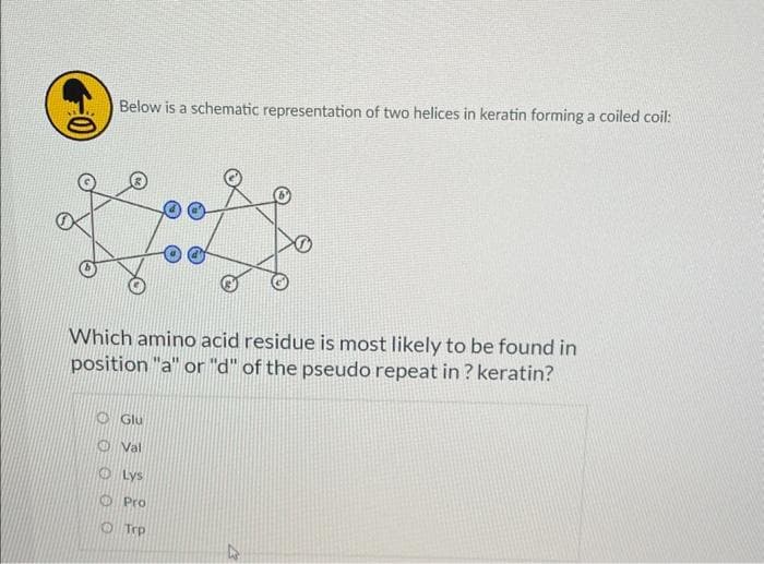 Below is a schematic representation of two helices in keratin forming a coiled coil:
Which amino acid residue is most likely to be found in
position "a" or "d" of the pseudo repeat in? keratin?
Glu
Val
Lys
Ο Pro
Trp
4